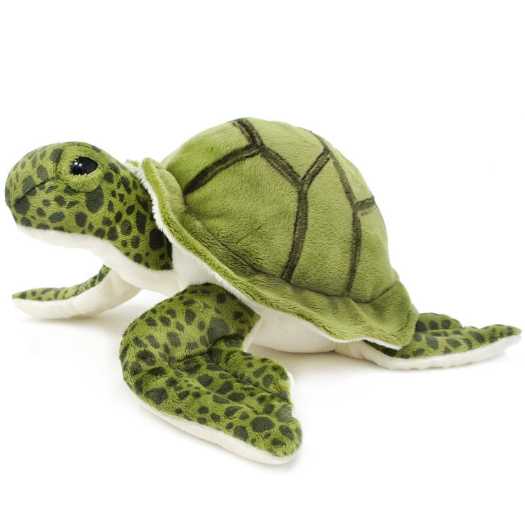 Turquoise the Green Sea Turtle